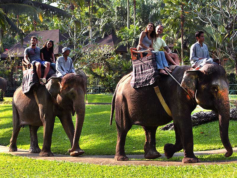 Bali Elephant Ride Adventure