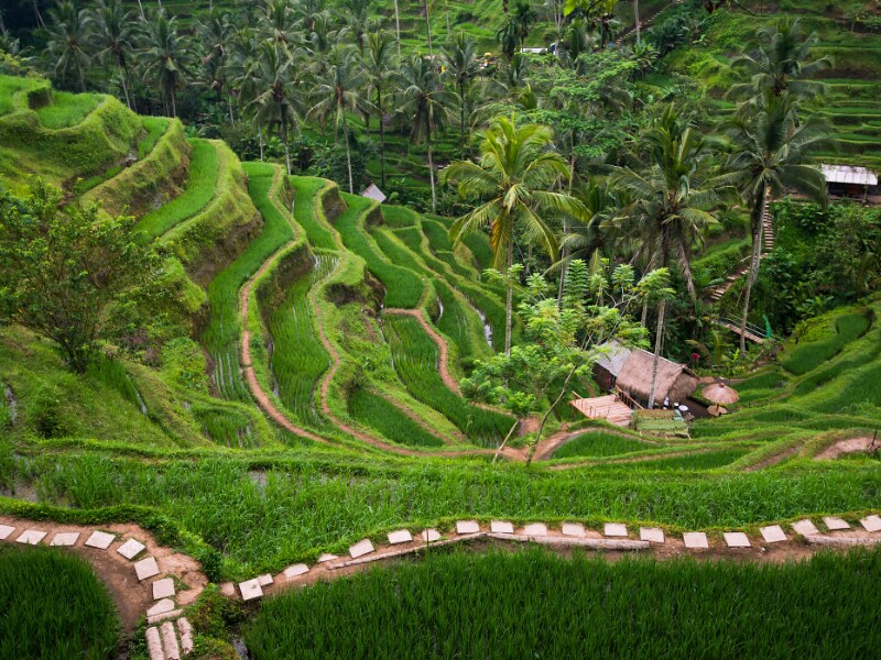 Half Day Ubud Tour